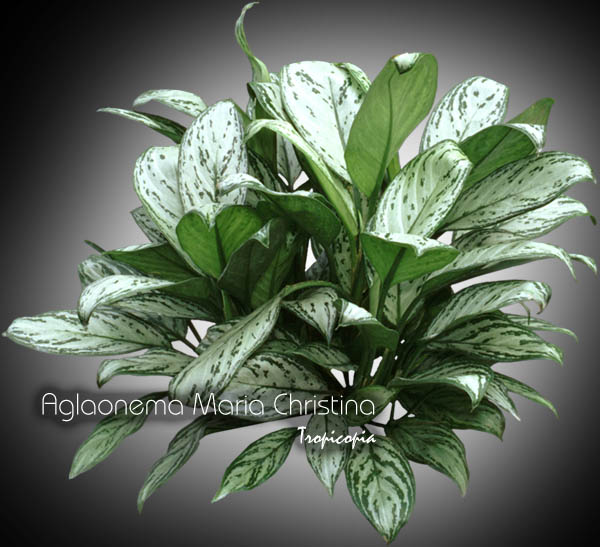 Aglaonema - Aglaonema 'Maria Chirstina' - Chinese Evergreen